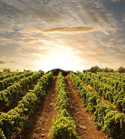 Tasting - Blind Tasting Pinot Noir